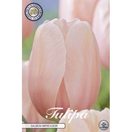 Tulpan Salmon Impression 10-pack