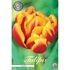 Tulpan Cilesta 7-pack