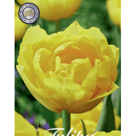 Tulpan &