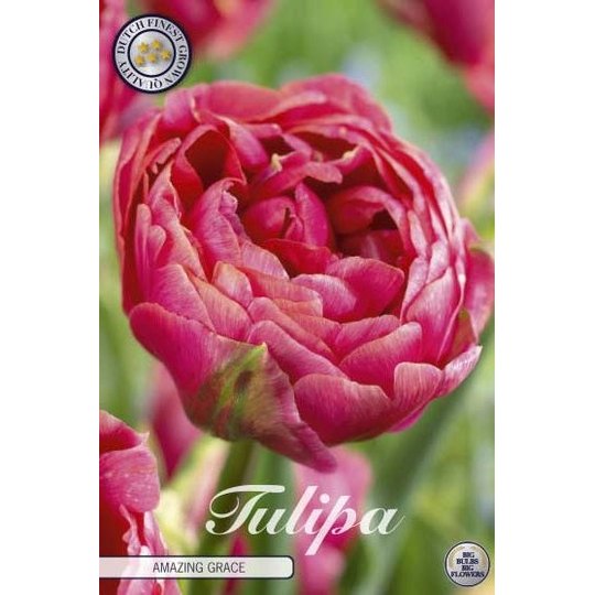 Tulpan &