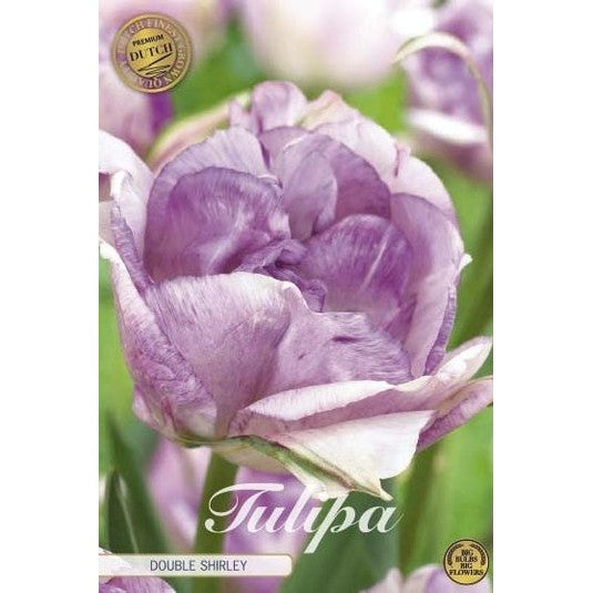 Tulpan Double Shirley (premium) 7-pack