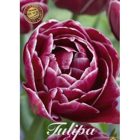 Tulpan Dream Touch (premium) 7-pack