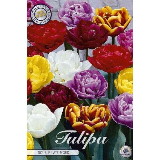 Tulpan Double Late Mixed 10-pack