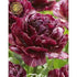 Tulpan Nachtwacht (premium) 5-pack