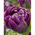 Tulpan Negrita Double 7-pack