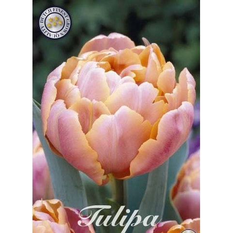 Tulpan Pink Star 7-pack