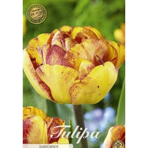 Tulpan Sundowner (premium) 7-pack