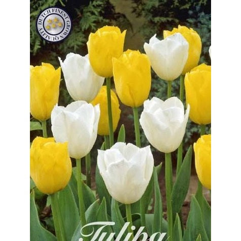 Tulpan Early Sunshine 10-pack