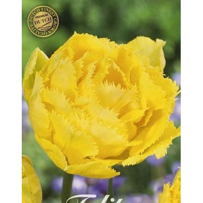 Tulpan Exotic Sun (premium) 7-pack