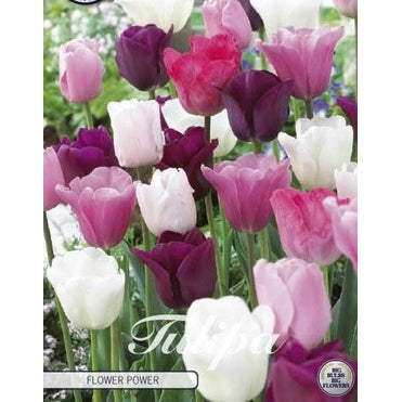 Tulpan Flower Power 10-pack
