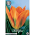 Tulpan Orange Emperor 10-pack