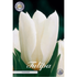 Tulpan Purissima 10-pack