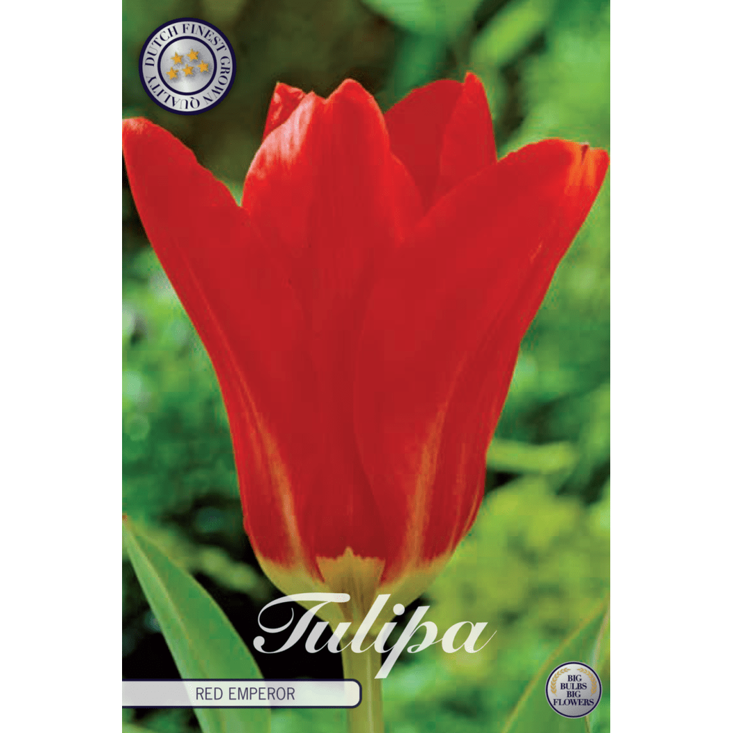 Tulpan Red Emperor 10-pack