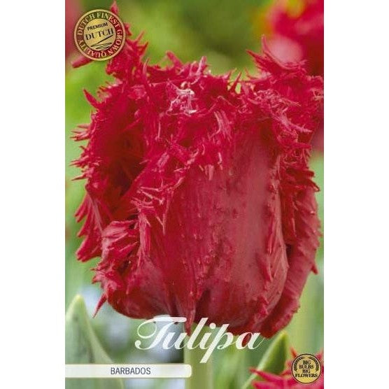 Tulpan Barbados (premium) 7-pack