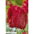 Tulpan Barbados (premium) 7-pack