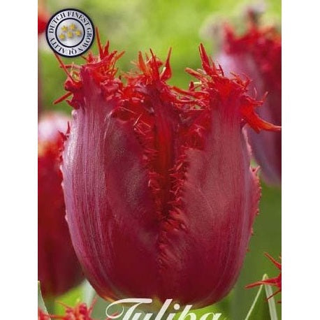 Tulpan Crystal Beauty 10-pack