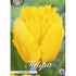 Tulpan Crystal Star 10-pack