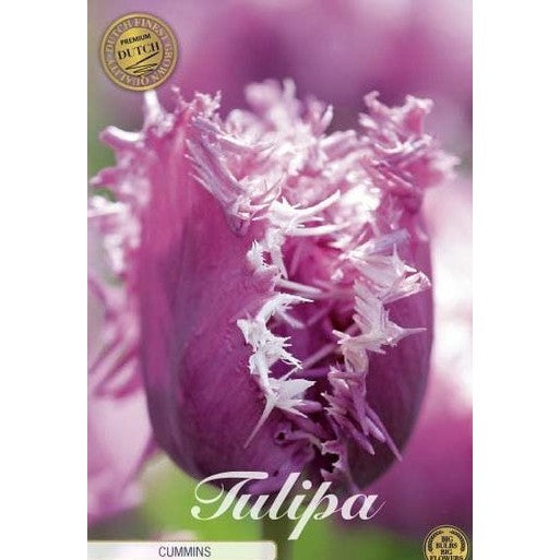 Tulpan Cummins (premium) 7-pack