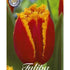 Tulpan Fabio 7-pack