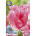 Tulpan Fancy Frills 7-pack