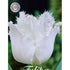 Tulpan Honeymoon 7-pack