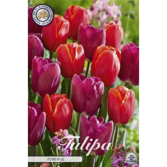 Tulpan &