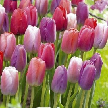 Tulpan 'Pride Garden' 10-pack