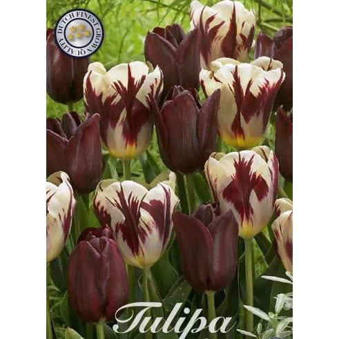 Tulpan Grand Style 10-pack
