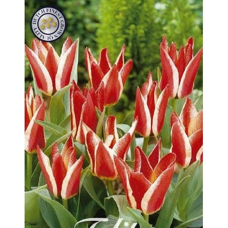 Tulpan Pinocchio 7-pack