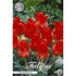 Tulpan Red Riding Hood 10-pack