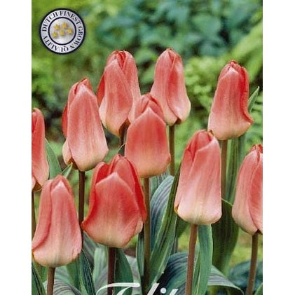 Tulpan Sweet Lady 7-pack