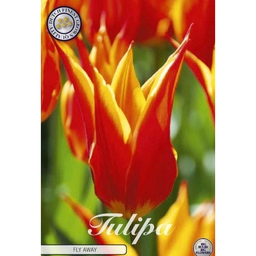 Tulpan Marilyn 7-pack