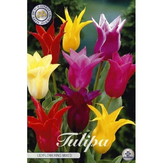 Tulpan Lilyflowering Mixed 7-pack