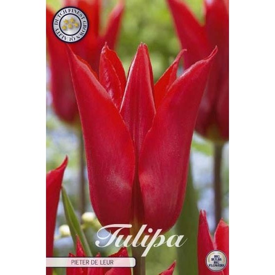 Tulpan Pieter de Leur 7-pack