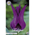 Tulpan Purple Dream 7-pack