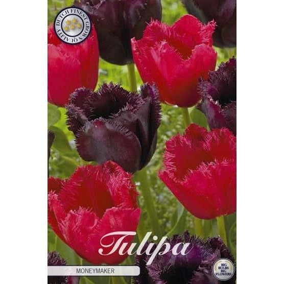 Tulpan Moneymaker 10-pack