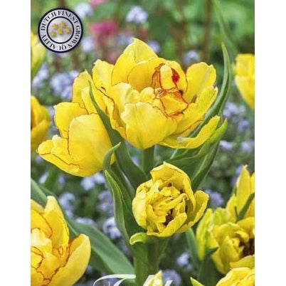 Tulpan Aquilla 7-pack