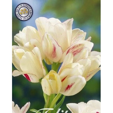 Tulpan Candy Club 7-pack