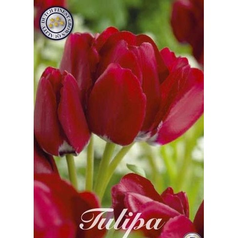 Tulpan Fiery Club 7-pack