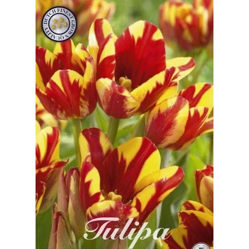 Tulpan Wonder Club 7-pack