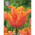 Tulpan Amazing Parrot 7-pack