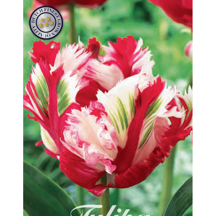 Tulpan Estella Rijnveld 7-pack