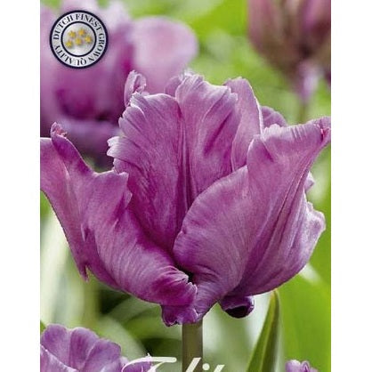 Tulpan James Last 7-pack