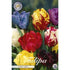Tulpan Parrot Mixed 7-pack