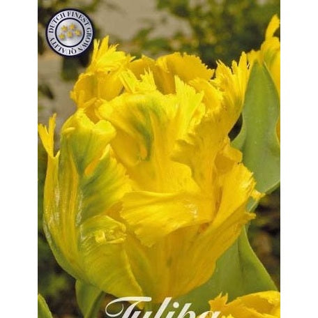 Tulpan Texas Gold 7-pack