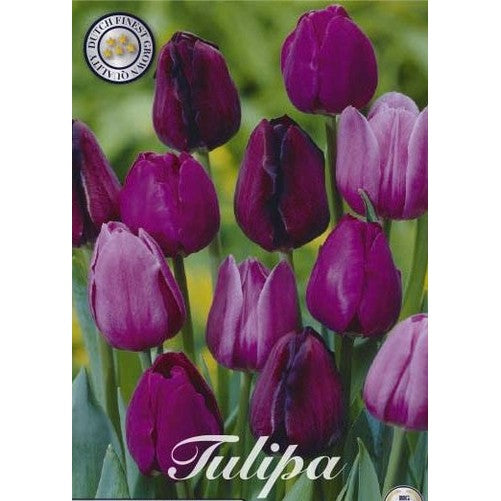 Tulpan Purple Heart 10-pack