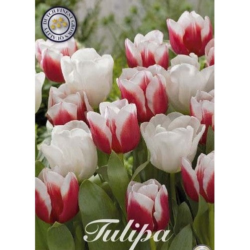 Tulpan Sensation 10-pack