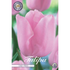 Tulpan Candy Prince 10-pack