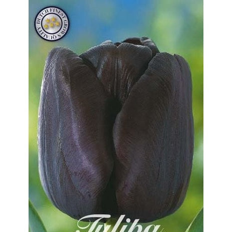 Tulpan Queen of Night 7-pack