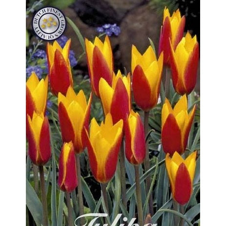 Tulpan Clusiana Tubergens Gem 10-pack